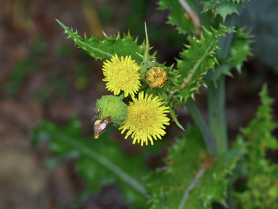 La planta que todos ignoran y quieren exterminar del jardín, pero no deberían hacerlo, ya que es muy poderosa
