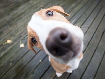 Sorprendé a tu perro el Día del Animal con estas deliciosas croquetas caseras súper fáciles y nutritivas