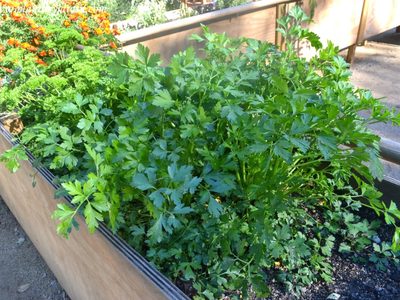 La planta favorita de las abuelas, fácil y rápida de cultivar, y que esconde muchos beneficios para la salud
