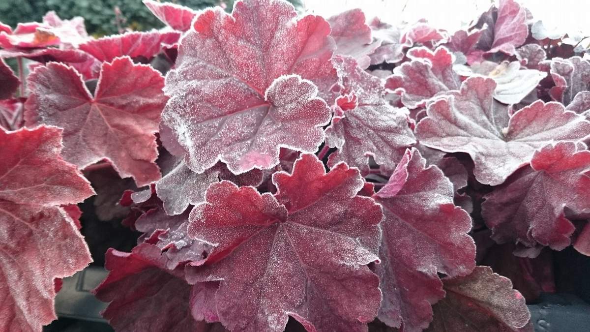 Heuchera. Fuente: (Instagram)