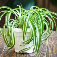 La planta olvidada en tu jardín y que tiene maravillosas propiedades