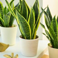 La planta noble e indestructible que muchas abuelas tenían en su jardín y que atrae la buena suerte a tu casa