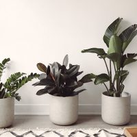 Conocé las plantas que vas a amar para tener en el living y darle un toque único