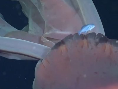 Video: encontraron una medusa gigante en el Mar Argentino
