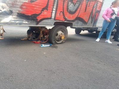 Rescatan a un perro que era arrastrado por un remolque en Venustiano Carranza (Video)