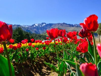 El resultado de la primera producción de tulipanes en Huinganco genera expectativas alentadoras