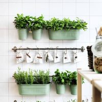 Las 3 plantas aromáticas más lindas y fáciles de cultivar en el balcón o en la ventana