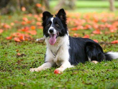 Curiosidades del Border Collie que explican por qué es el crack de los campos argentinos