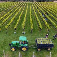 Vinos frescos y aromáticos en la Cordillera austral