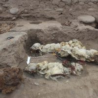 Hallaron en Perú cuatro llamas momificadas de hace más de 500 años: fotos