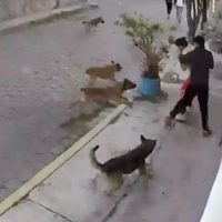 Así fue el ataque de una jauría contra dos jóvenes que estaban en una banqueta en Metepec (Video)