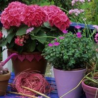 Cuáles son las plantas perfectas para balcones y terrazas que resisten al calor y al frío