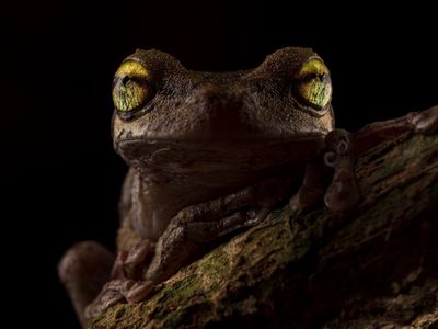 La imagen de una rana que ganó el premio a la mejor foto del año