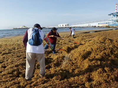 Del problema ambiental a recurso energético: el plan con el sargazo en playas mexicanas