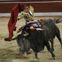 Amparo de Morena frena discusión sobre prohibición de corridas de toros y peleas de gallos en CDMX