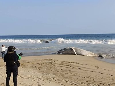 Cría de ballena jorobada muere en costas de Guerrero tras quedar atrapada en redes de pesca