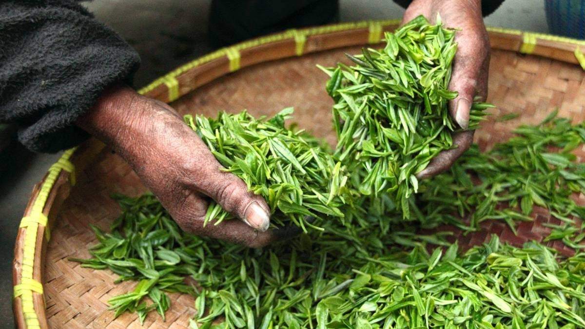 Los beneficios del té verde. Fuente: (Instagram)