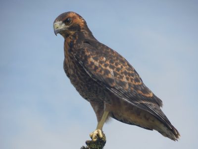Curiosidades sobre el Aguilucho: el ave con mucha historia que adora volar y se alimenta de insectos