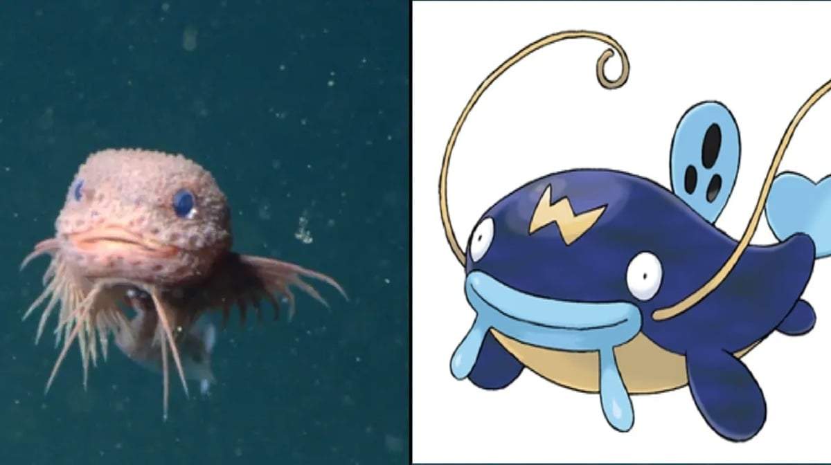 Científicos descubren una especie de pez y es viral en las redes por su parecido con un Pokémon