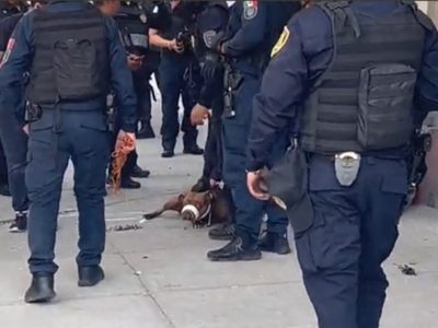 Ordenan a un pitbull atacar a una policía que perseguía a ladrones en la Roma Norte