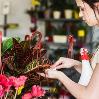 El truco facilísimo para eliminar las cochinillas de tus plantas usando solo 3 ingredientes