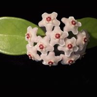 La planta colgante que se banca todo, tiene flores preciosas y casi no tenés que regar durante el verano