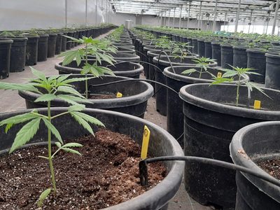 Realizarán una capacitación sobre el cultivo del cannabis y tiene el aval de una universidad