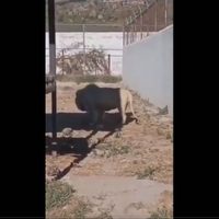 Un león adulto devora a una cría frente a visitantes del Tuzoofari; denuncian negligencia