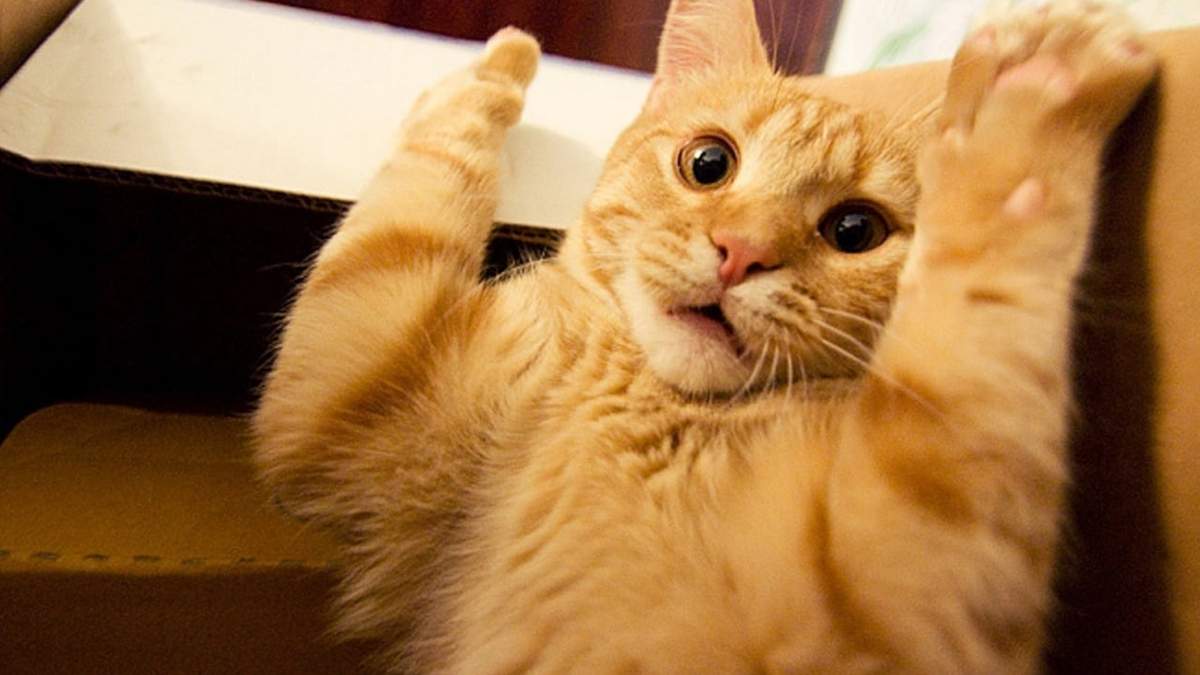 Gato perplejo. Fuente: (Twitter)