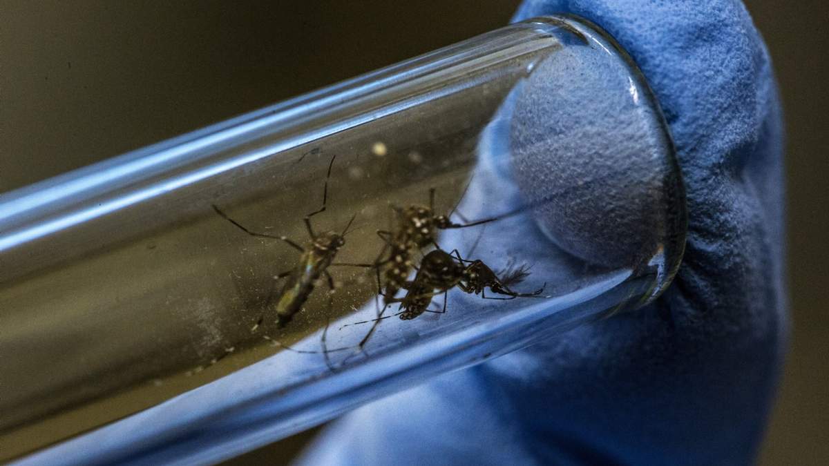 Dengue. Fuente: (Twitter)