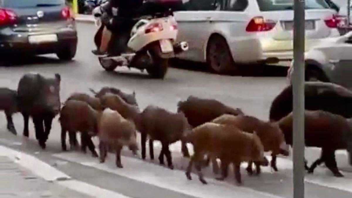 Jabalíes en la capital de Italia