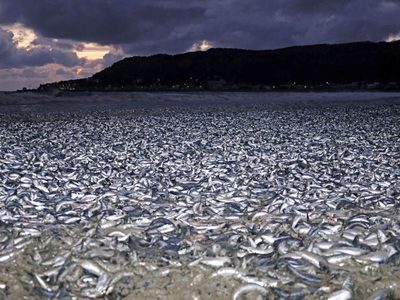 Aparecen miles de sardinas muertas en Japón