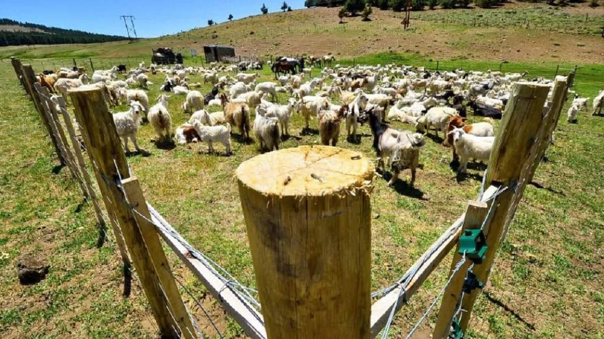 Por la sequía, la oferta forrajera disminuye y es necesario bajar la carga de los campos. Fuente (Neuquén Informa)