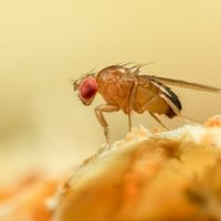 Eliminá para siempre las mosquitas de la fruta de tu cocina con esta trampa casera, fácil, económica y efectiva