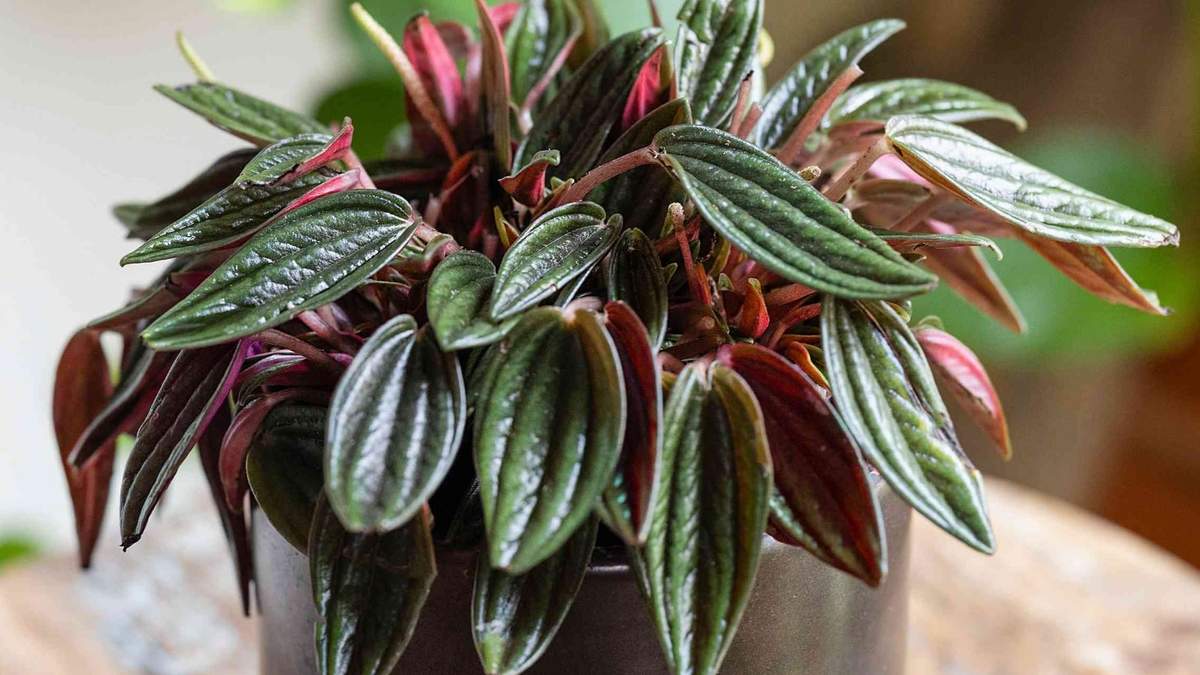 Planta. Fuente: (Instagram)