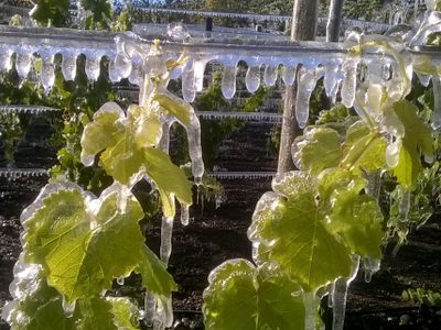 Los vinos de La Pampa y Chubut llegan en formato virtual