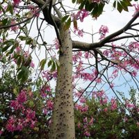 Nadie lo aprovecha y tiene muchos usos: el tesoro escondido en uno de los árboles más populares