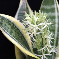 Exóticas: cómo lograr que tu sansevieria o "lengua de suegra" dé las más bellas flores