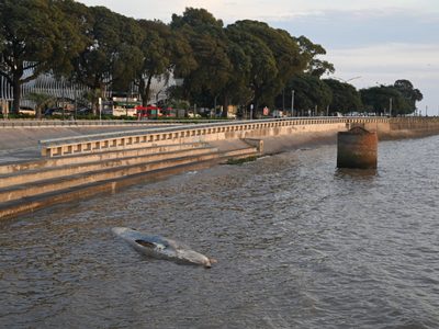 Apareció otra ballena encallada en la Costanera porteña