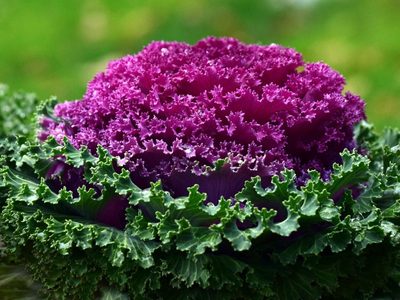 La exuberante planta que se mantiene hermosa todo el otoño y ama el frío