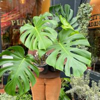 Apta para principiantes: la planta de moda que no necesita muchos cuidados y es perfecta para decorar tu casa