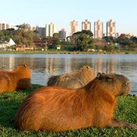 Denuncian desalojos de carpinchos en Nordelta: “Se los llevaron sin avisar”