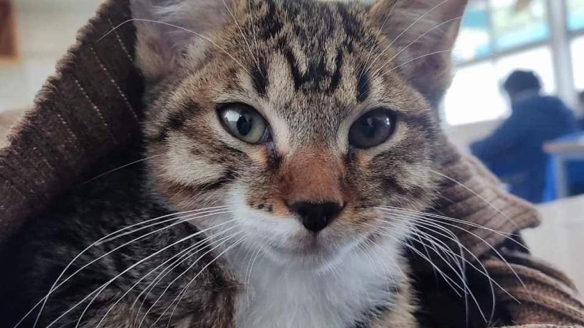 En redes sociales de compartieron imágenes del felino