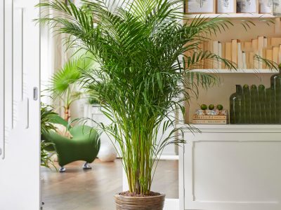 La planta de fácil cuidado que los expertos recomiendan tener en el living para cuidar la salud
