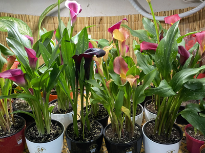 El tip secreto para que tus Calas no se pudran ni mueran y den flores año tras año