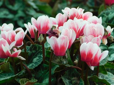 Las plantas con hermosas flores que aman el frío del otoño invierno y que deberías plantar en tu jardín