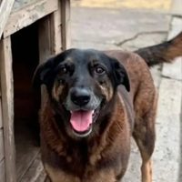 Masiva movilización por la muerte de un perro callejero