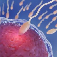 Avance histórico en fertilidad: crean óvulos a partir de células de piel