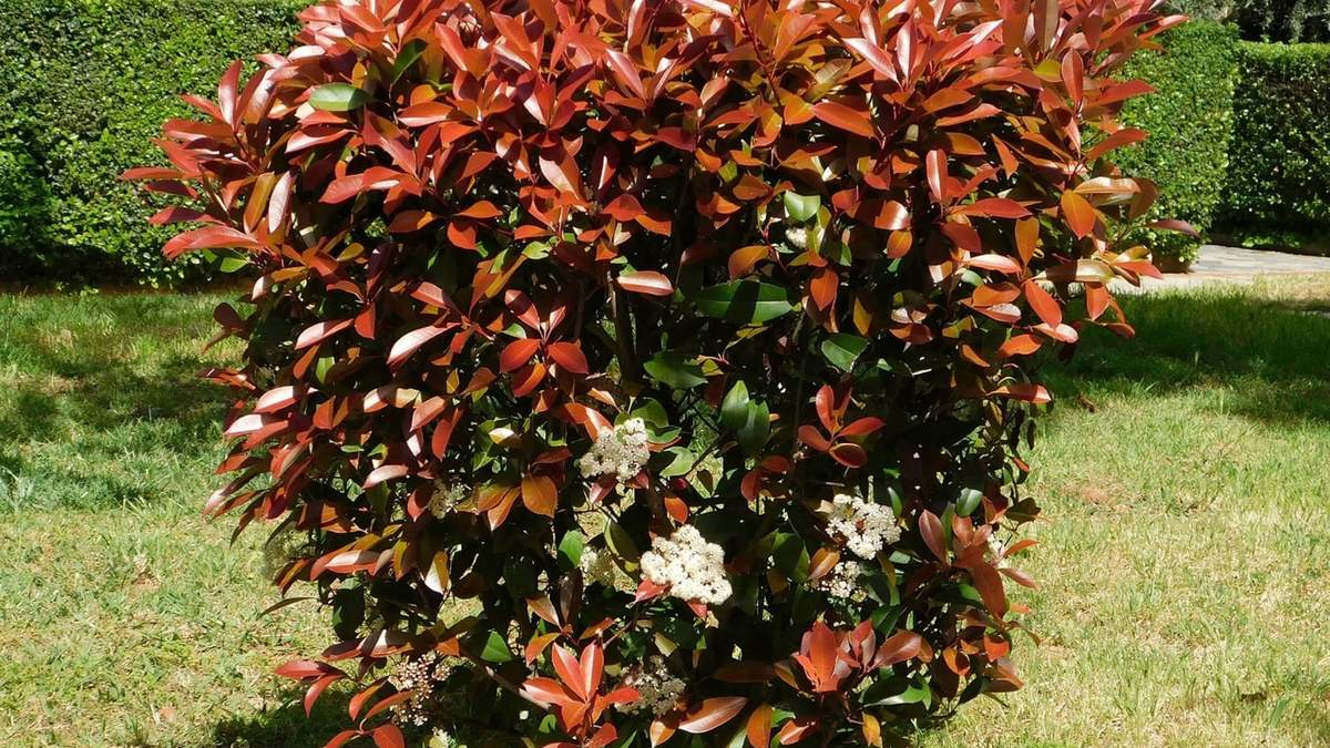 Planta. Fuente: (X)