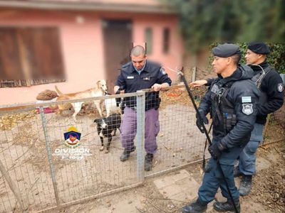 Rescataron varios animales de una vivienda del barrio Cumelén